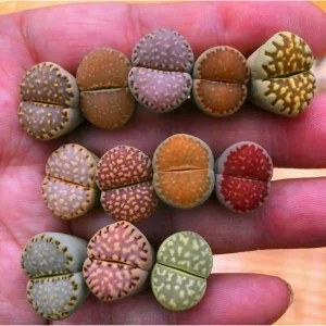 20 Pack Assorted Lithops Live Plants - Living Stones Succulents, 0.4-0.6 Inch Tall - Image 6