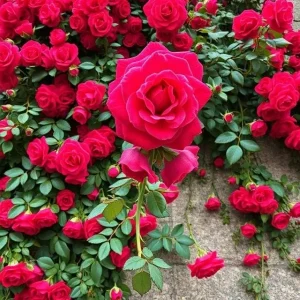 20 Pcs Red Climbing Rose Seeds - Rare Non-GMO Heirloom Variety - Outdoor - Image 3