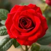 20 Pcs Red Climbing Rose Seeds - Rare Non-GMO Heirloom Variety - Outdoor - Image 1