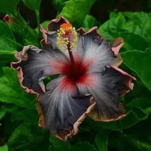 20 Perennial Hibiscus Flower Seeds - Black, Pink, Purple Blooms - Indoor/Outdoor - Image 3