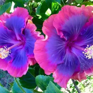 20 Pink Purple Blue Hibiscus Flower Seeds - Perennial Outdoor Seeds - Image 2