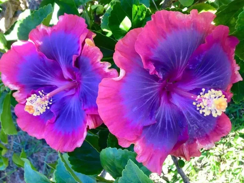 20 Pink Purple Blue Hibiscus Flower Seeds - Perennial Outdoor Seeds - Image 2