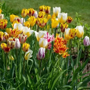 20 Rembrandt Tulip Mix Bulbs for Planting - Perennial Flowers - Image 2