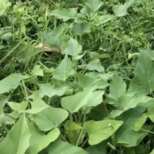 20 Sweet Potato Slips Live Plant Variety Pack - Purple, Okinawa, White, Orange - Outdoor Vegetable Garden - Image 4