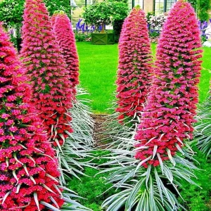20 Tower of Jewels Seeds (Echium Wildpretii) - Hummingbird Garden Flower Plant, Perennial, Indoor/Outdoor - Image 2