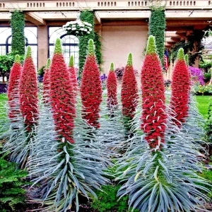 20 Tower of Jewels Seeds (Echium Wildpretii) - Hummingbird Garden Flower Plant, Perennial, Indoor/Outdoor - Image 1