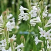 20 Tuberose Bulbs - Polianthes Tuberosa - White Fragrant Flowers for Outdoor Planting - Image 1