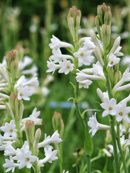20 Tuberose Bulbs - Polianthes Tuberosa - White Fragrant Flowers for Outdoor Planting - Image 1