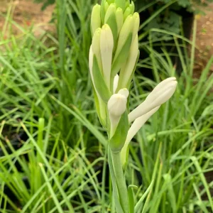 20 Tuberose Bulbs - Polianthes Tuberosa - White Fragrant Flowers for Outdoor Planting - Image 2