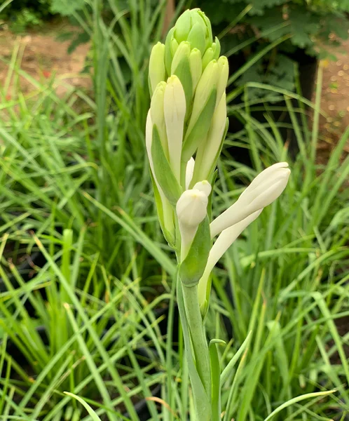 20 Tuberose Bulbs - Polianthes Tuberosa - White Fragrant Flowers for Outdoor Planting - Image 2