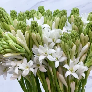 20 Tuberose Bulbs - Polianthes Tuberosa - White Fragrant Flowers for Outdoor Planting - Image 3