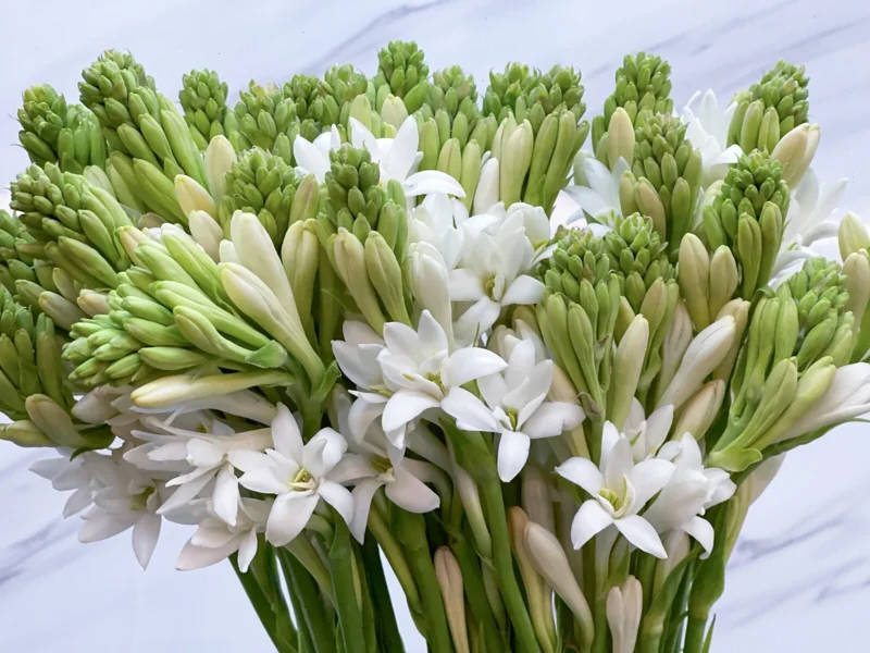 20 Tuberose Bulbs - Polianthes Tuberosa - White Fragrant Flowers for Outdoor Planting - Image 3