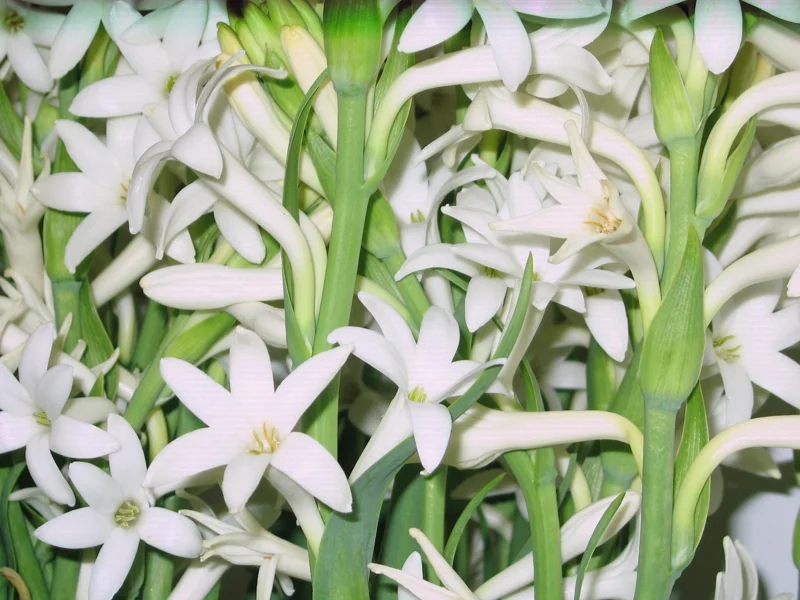 20 Tuberose Bulbs - Polianthes Tuberosa - White Fragrant Flowers for Outdoor Planting - Image 4