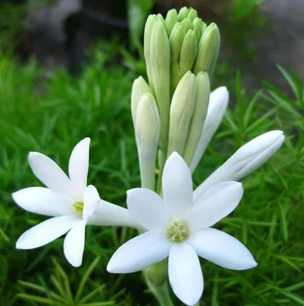 20 Tuberose Bulbs - Polianthes Tuberosa - White Fragrant Flowers for Outdoor Planting - Image 5