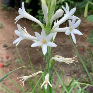 20 Tuberose Bulbs - Polianthes Tuberosa - White Fragrant Flowers for Outdoor Planting - Image 6