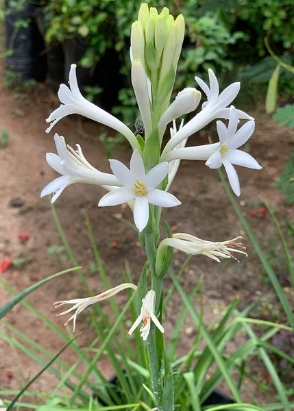 20 Tuberose Bulbs - Polianthes Tuberosa - White Fragrant Flowers for Outdoor Planting - Image 6