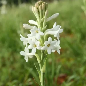 20 Tuberose Bulbs - Polianthes Tuberosa - White Fragrant Flowers for Outdoor Planting - Image 7