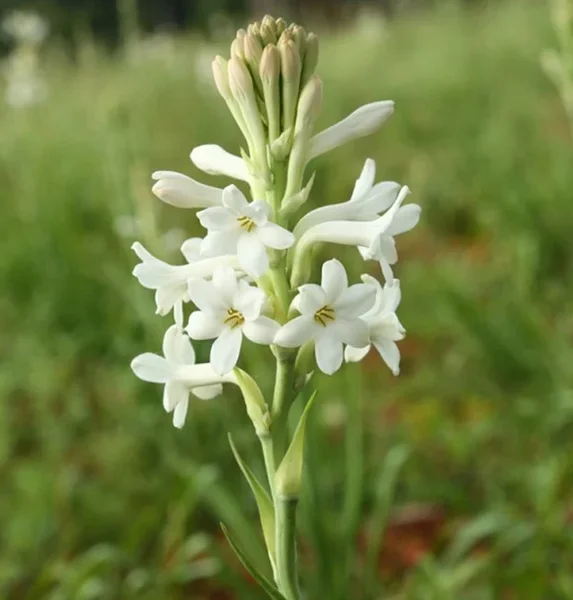 20 Tuberose Bulbs - Polianthes Tuberosa - White Fragrant Flowers for Outdoor Planting - Image 7