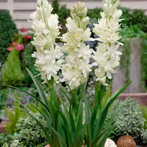 20 Tuberose Bulbs 'The Pearl' - Double White Fragrant Summer Flowers - Image 2