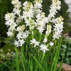 20 Tuberose Bulbs 'The Pearl' - Double White Fragrant Summer Flowers - Image 6