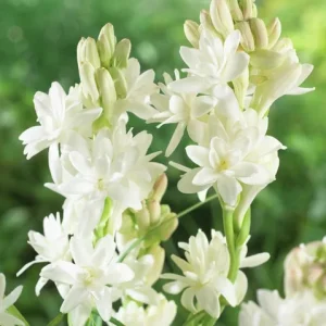 20 Tuberose Bulbs 'The Pearl' - Double White Fragrant Summer Flowers - Image 8