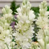 20 Tuberose Bulbs 'The Pearl' - Double White Fragrant Summer Flowers - Image 1