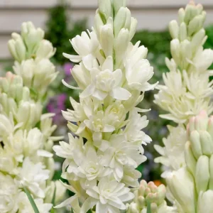 20 Tuberose Bulbs 'The Pearl' - Double White Fragrant Summer Flowers - Image 1