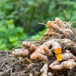 20 Turmeric Roots for Planting - Curcuma Rhizomes Indoor & Outdoor - Image 2