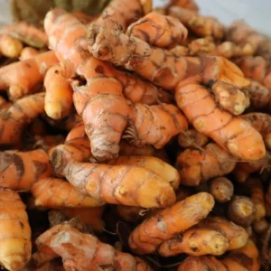20 Turmeric Roots for Planting - Curcuma Rhizomes Indoor & Outdoor - Image 3