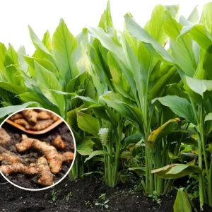 20 Turmeric Roots for Planting - Curcuma Rhizomes Indoor & Outdoor - Image 4
