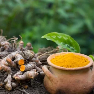 20 Turmeric Roots for Planting - Curcuma Rhizomes Indoor & Outdoor - Image 5