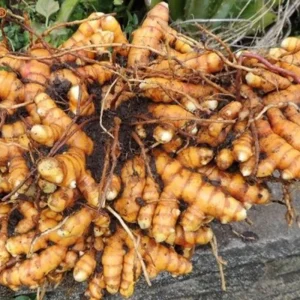 20 Turmeric Roots for Planting - Curcuma Rhizomes Indoor & Outdoor - Image 6
