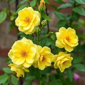 20 Yellow Climbing Rose Seeds - Non-GMO Heirloom Variety for Outdoor Gardens - Image 2