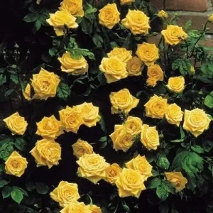 20 Yellow Climbing Rose Seeds - Non-GMO Heirloom Variety for Outdoor Gardens - Image 4