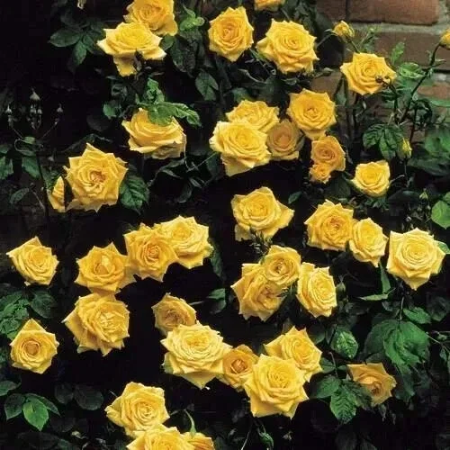 20 Yellow Climbing Rose Seeds - Non-GMO Heirloom Variety for Outdoor Gardens - Image 4