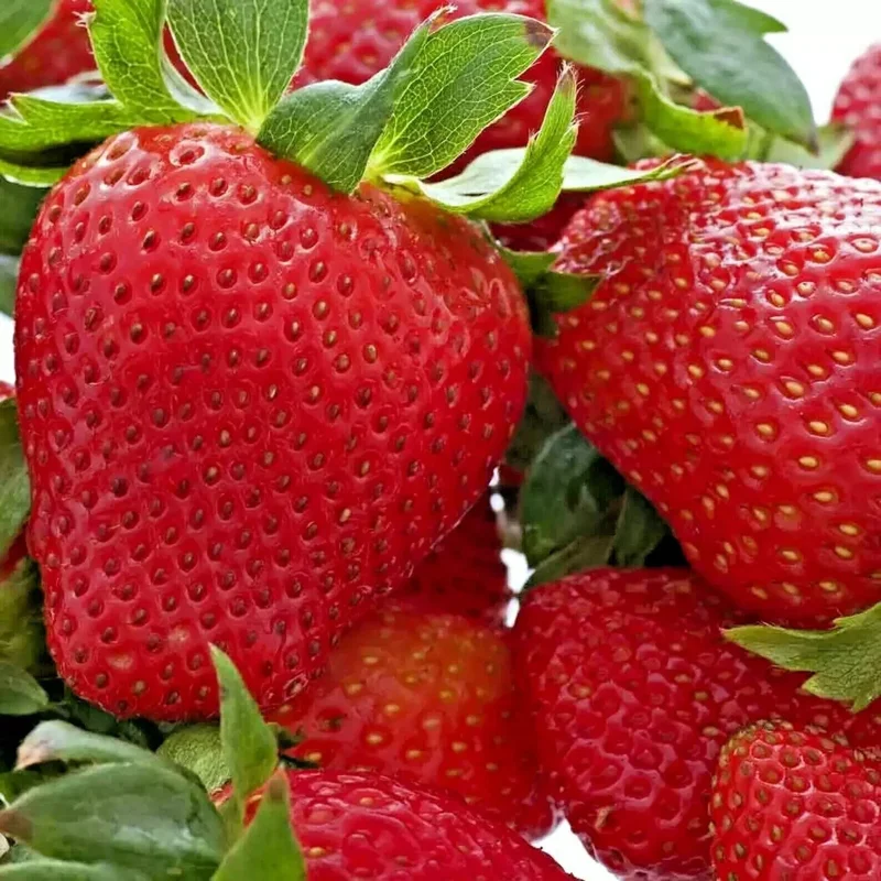 200 Alpine Strawberry Seeds - Heirloom, Non-GMO Perennial Fruit Seeds for Gardening - Image 2