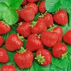 200 Alpine Strawberry Seeds - Heirloom, Non-GMO Perennial Fruit Seeds for Gardening - Image 1