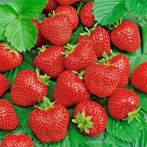 200 Alpine Strawberry Seeds - Heirloom, Non-GMO Perennial Fruit Seeds for Gardening - Image 1
