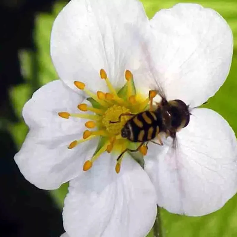 200 Alpine Strawberry Seeds - Heirloom, Non-GMO Perennial Fruit Seeds for Gardening - Image 3