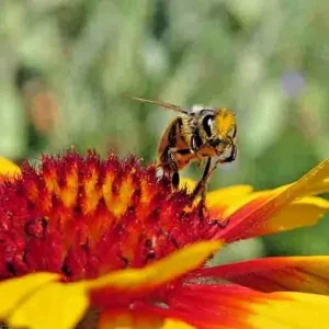 200+ Blanket Flower Hummingbird Mix Seeds - Perennial Gaillardia for Pollinators - Image 2