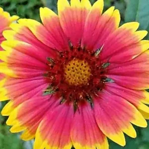 200+ Blanket Flower Hummingbird Mix Seeds - Perennial Gaillardia for Pollinators - Image 3