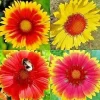200+ Blanket Flower Hummingbird Mix Seeds - Perennial Gaillardia for Pollinators - Image 1