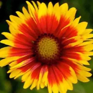200+ Blanket Flower Hummingbird Mix Seeds - Perennial Gaillardia for Pollinators - Image 4