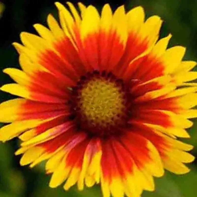 200+ Blanket Flower Hummingbird Mix Seeds - Perennial Gaillardia for Pollinators - Image 4