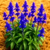 200+ Blue Sage Seeds – Mosquito Repellent Herb – Perennial Heirloom – Outdoor - Image 1