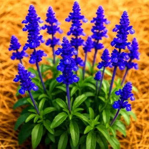 200+ Blue Sage Seeds – Mosquito Repellent Herb – Perennial Heirloom – Outdoor - Image 1