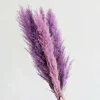 200 Purple Pampas Grass Seeds - Perennial Flowering Ornamental Grass - Image 1