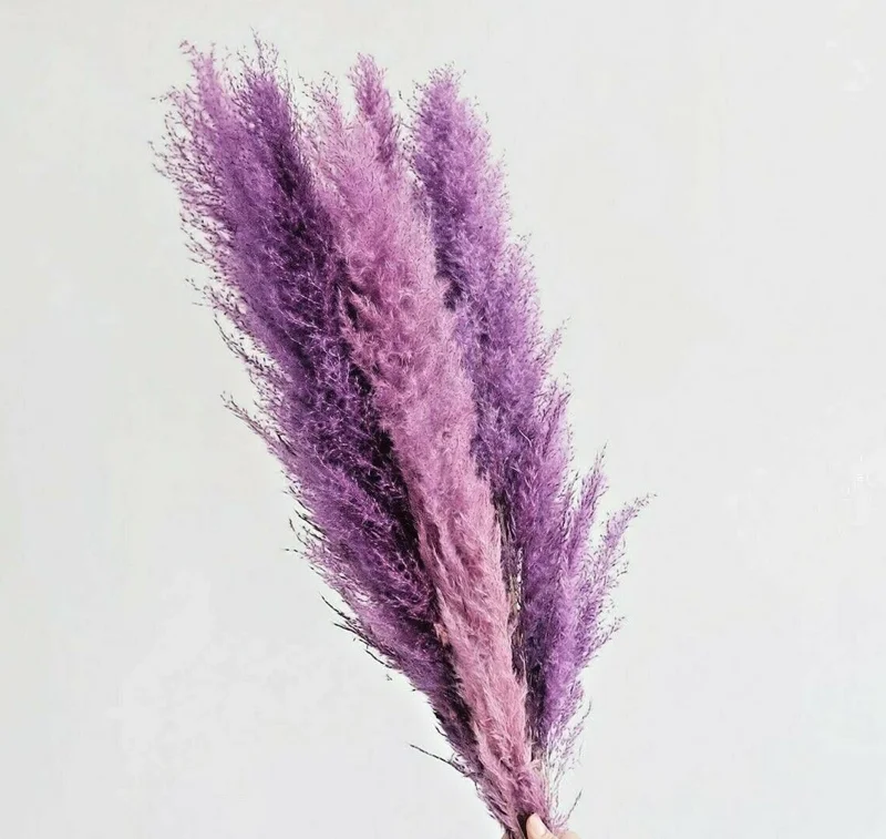 200 Purple Pampas Grass Seeds - Perennial Flowering Ornamental Grass - Image 1