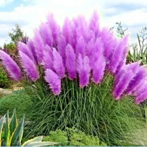 200 Purple Pampas Grass Seeds - Perennial Flowering Ornamental Grass - Image 2