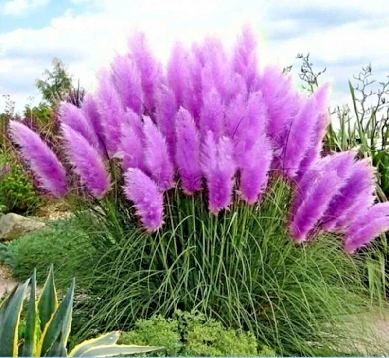 200 Purple Pampas Grass Seeds - Perennial Flowering Ornamental Grass - Image 2